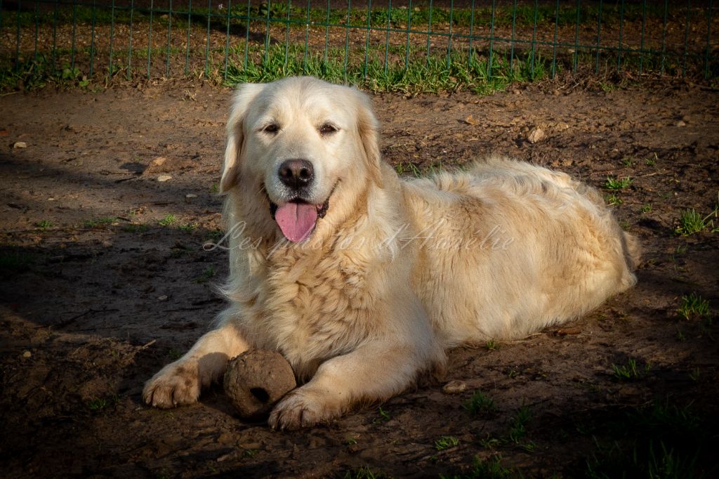 Les Golden Retriever de l'affixe Des Anges De Sheitan