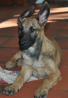 CHIOT