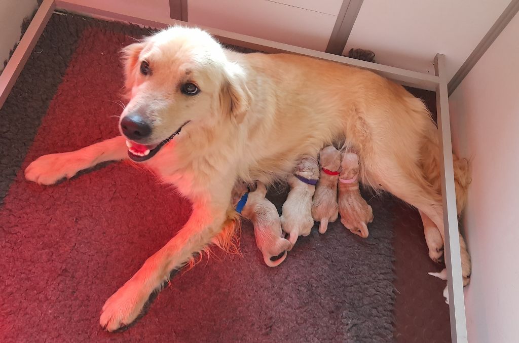 chiot Golden Retriever Des Anges De Sheitan