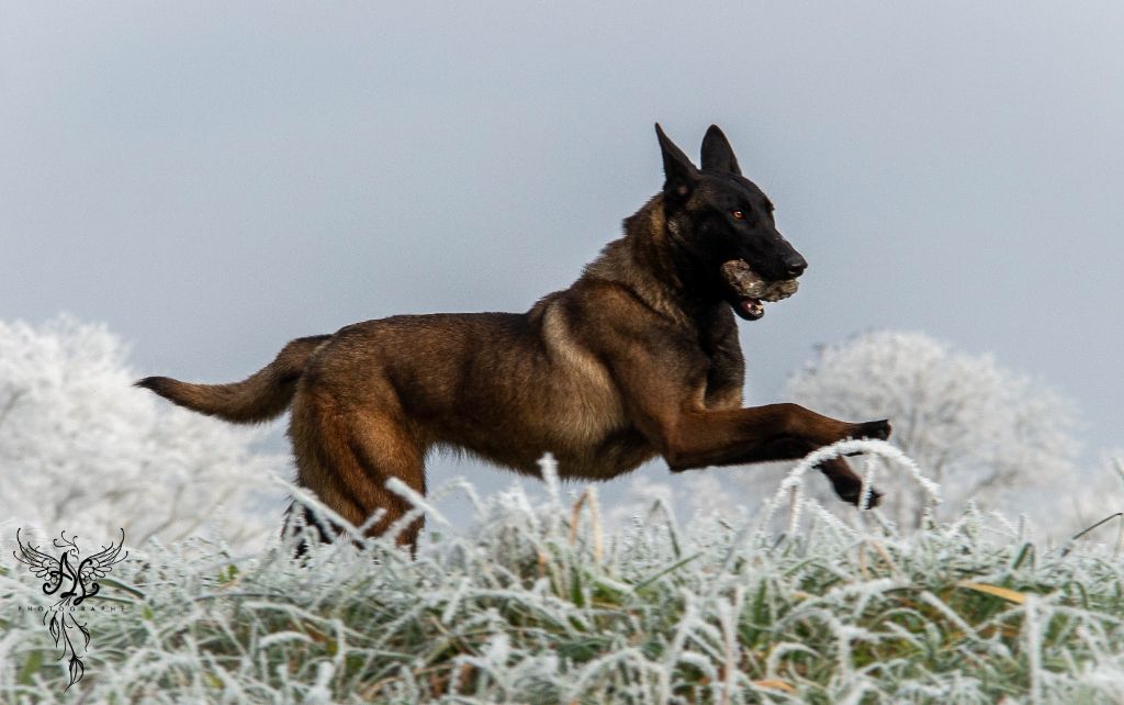 Véga Des Anges De Sheitan