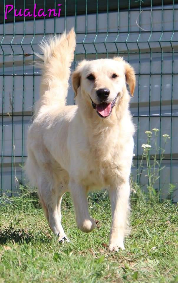 Femelle Golden pour retraite