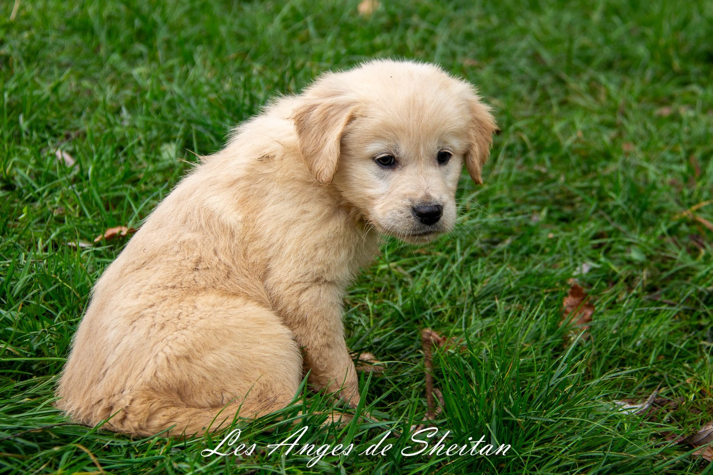 Des Anges De Sheitan - Chiots disponibles - Golden Retriever