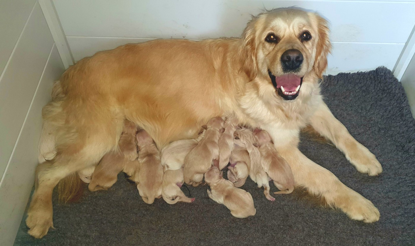Chiot Golden Retriever Des Anges De Sheitan