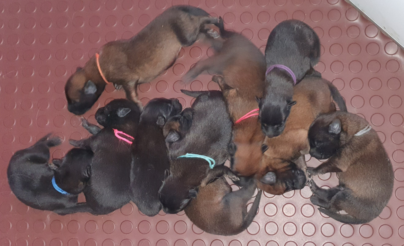 Chiot Berger Belge Des Anges De Sheitan
