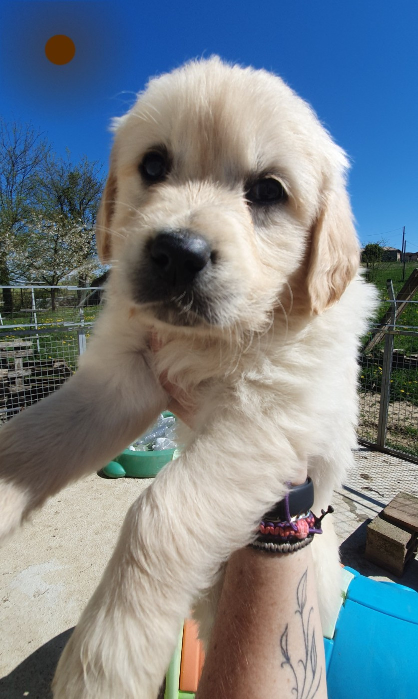 Des Anges De Sheitan - Chiots disponibles - Golden Retriever