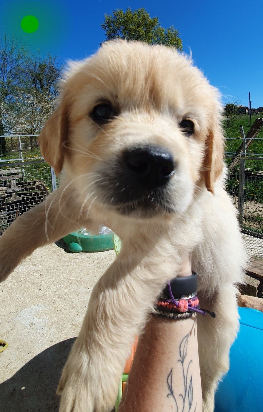 Des Anges De Sheitan - Chiots disponibles - Golden Retriever