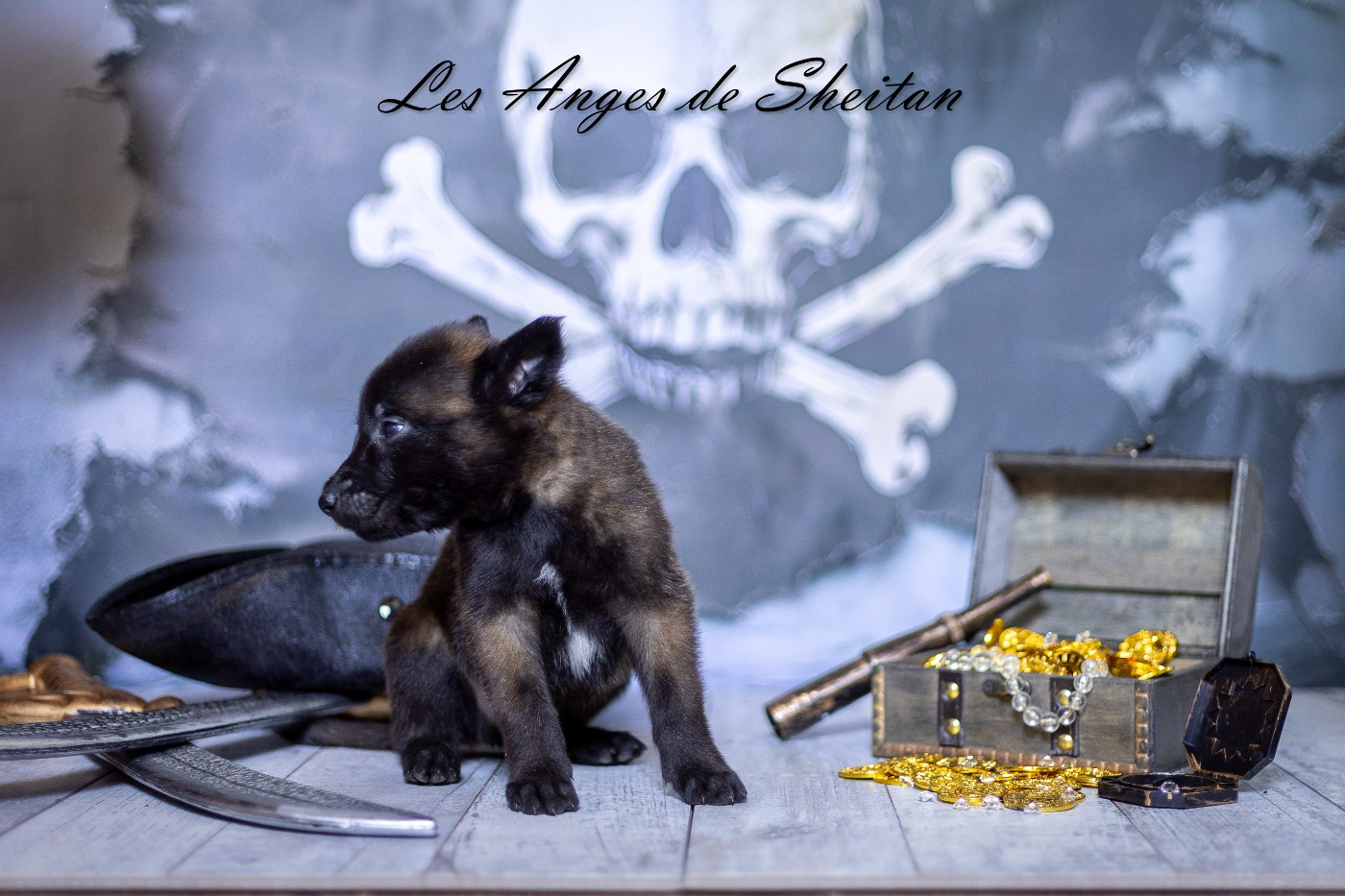 Des Anges De Sheitan - Chiots disponibles - Berger Belge