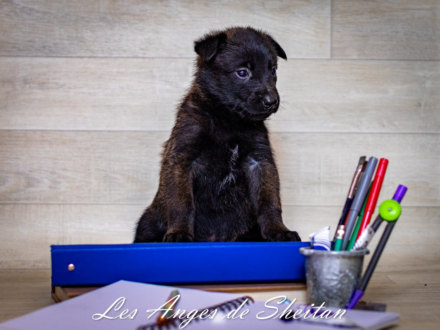 Des Anges De Sheitan - Chiots disponibles - Berger Belge