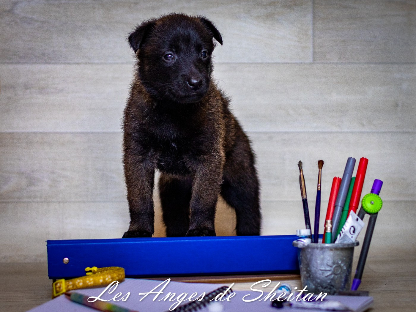 Des Anges De Sheitan - Chiots disponibles - Berger Belge