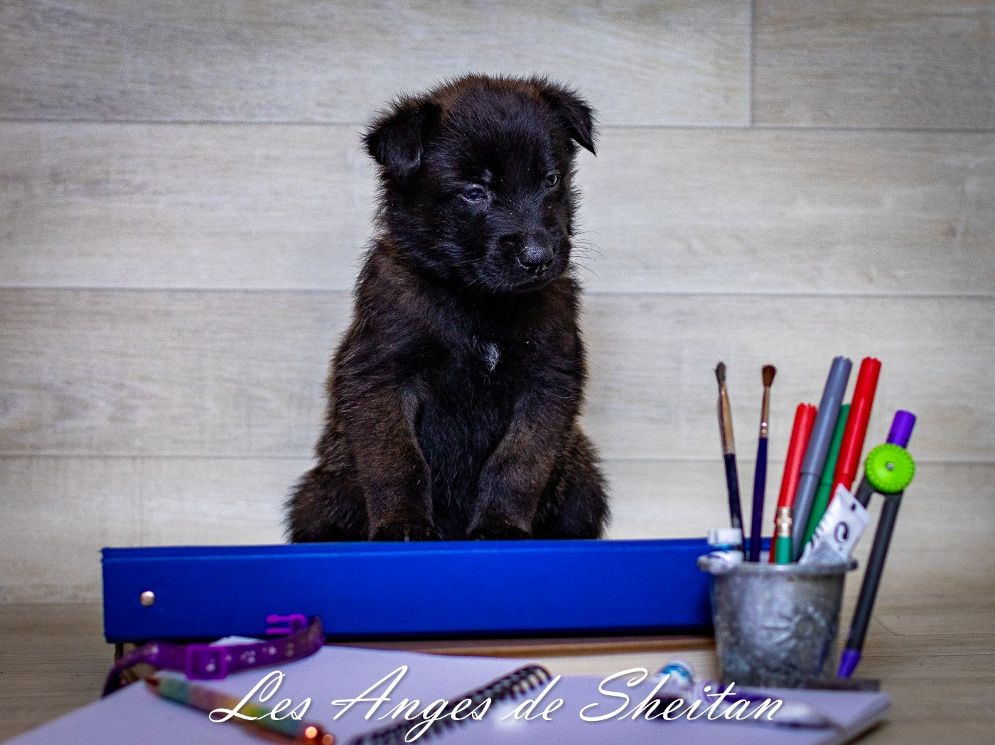 Des Anges De Sheitan - Chiots disponibles - Berger Belge