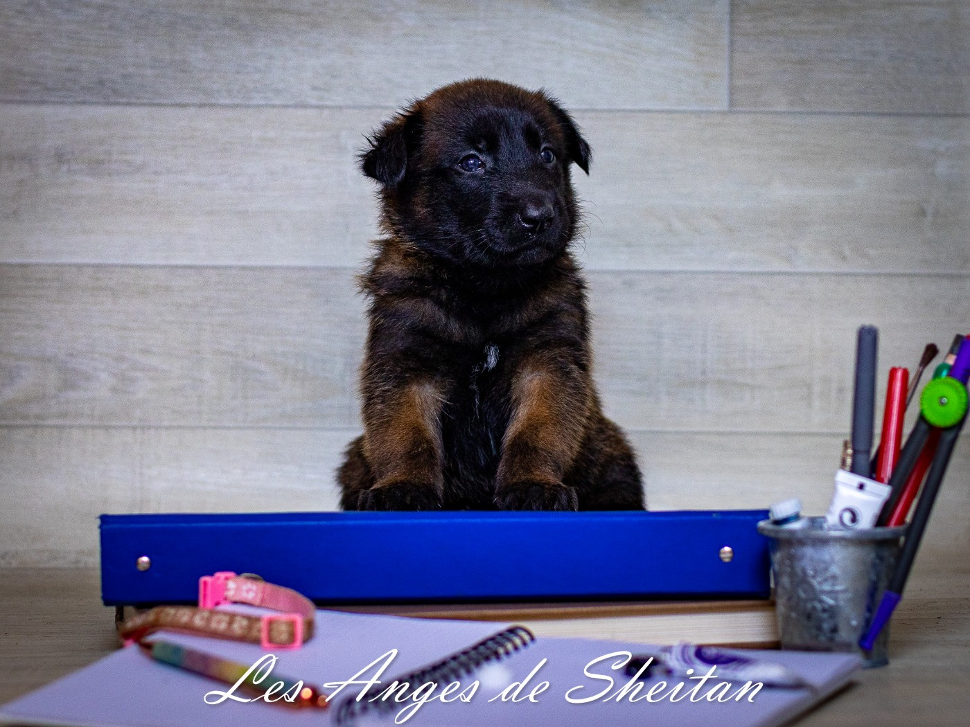 Des Anges De Sheitan - Chiots disponibles - Berger Belge