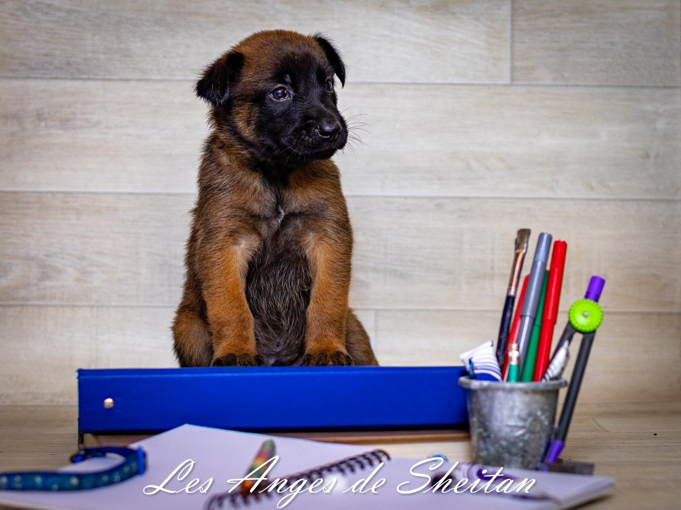 Des Anges De Sheitan - Chiots disponibles - Berger Belge