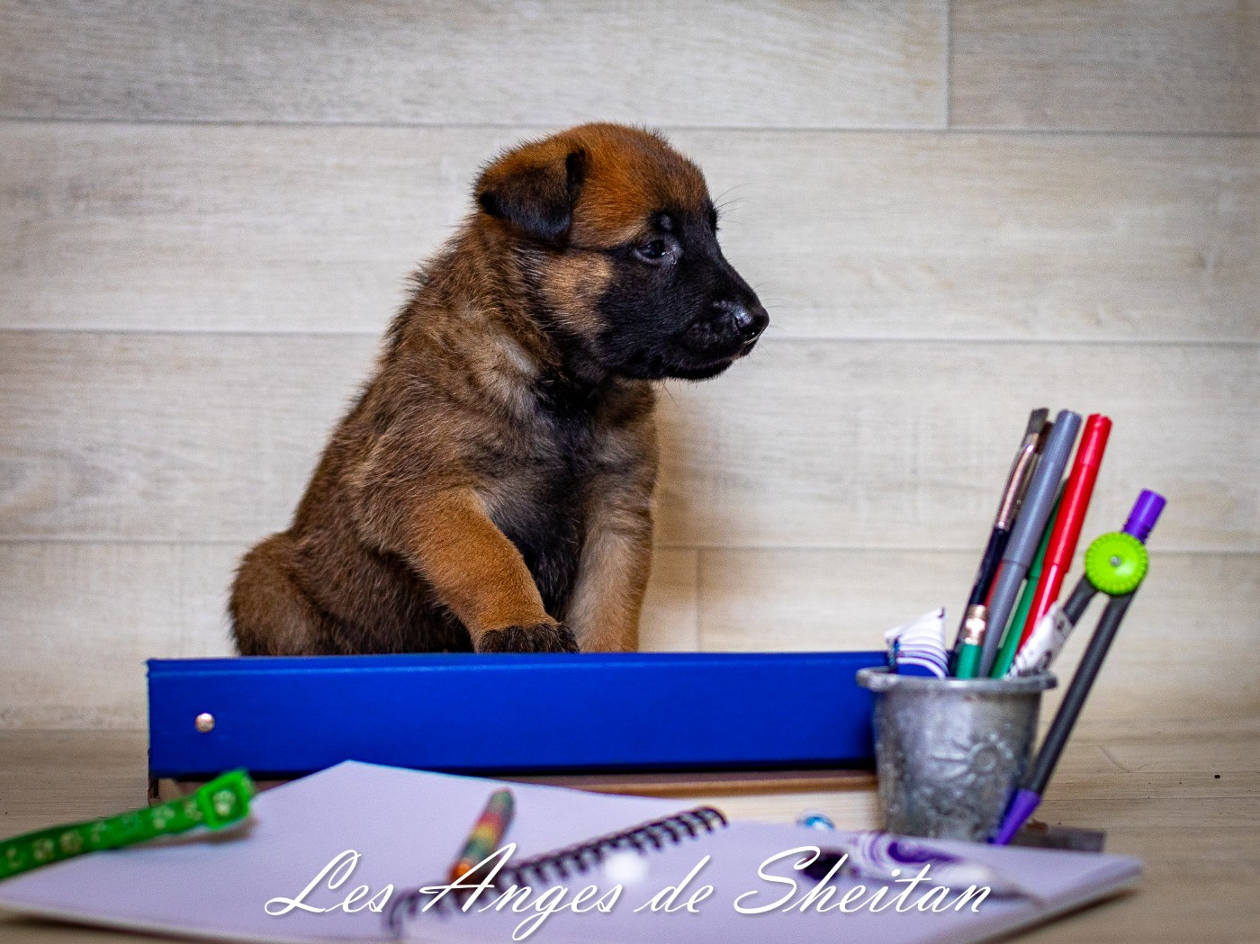Des Anges De Sheitan - Chiots disponibles - Berger Belge