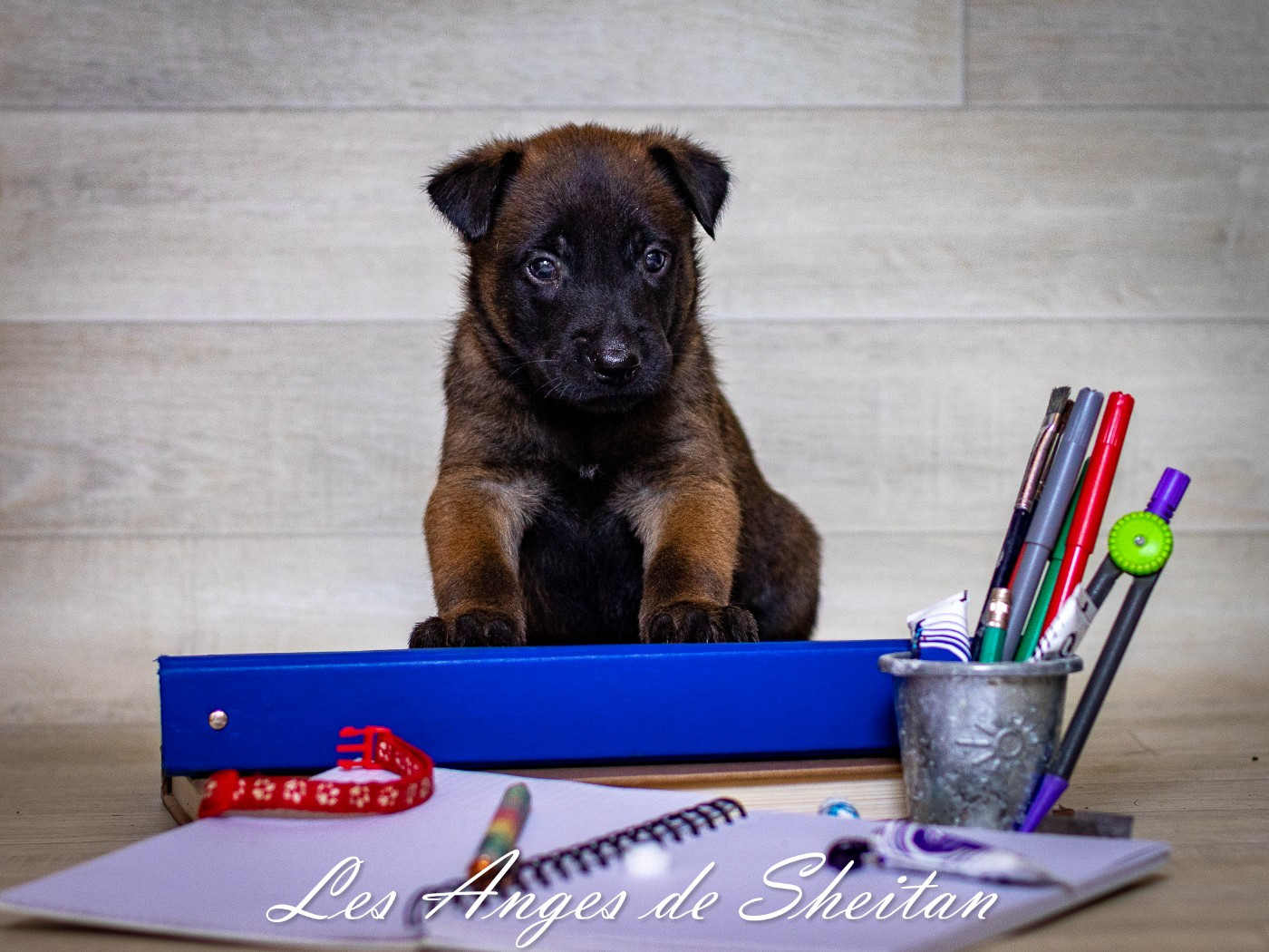 Des Anges De Sheitan - Chiots disponibles - Berger Belge