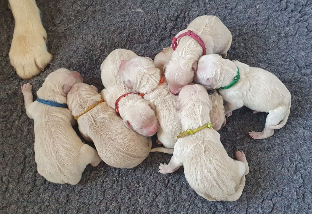 Des Anges De Sheitan - Golden Retriever - Portée née le 08/11/2025