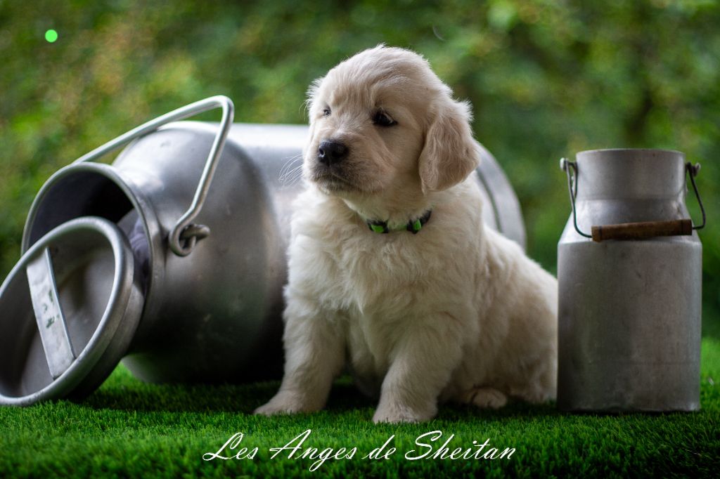 Des Anges De Sheitan - Chiots disponibles - Golden Retriever