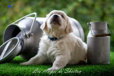 CHIOT