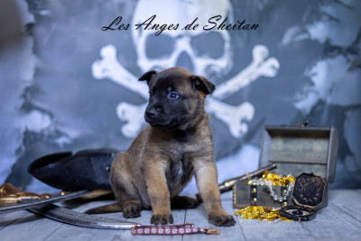 Chiot N°1