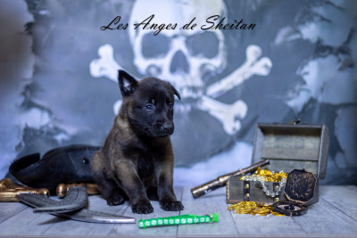 Chiot N°2