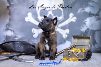 Chiot N°3