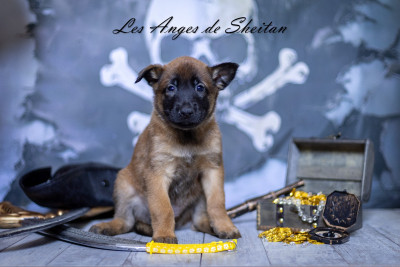 Chiot N°5