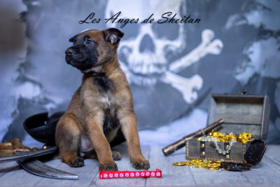 Chiot N°6