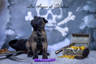 Chiot N°7