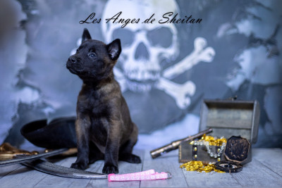 Chiot N°8