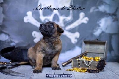 Chiot N°9