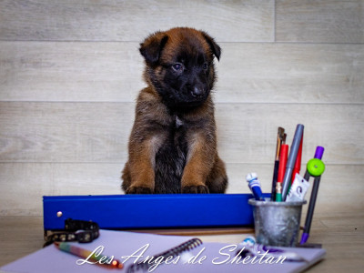 CHIOT 2