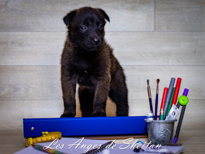 CHIOT 3