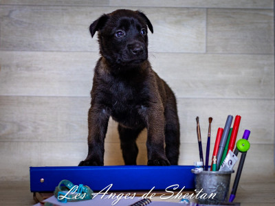 CHIOT 5