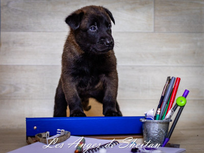 CHIOT 9