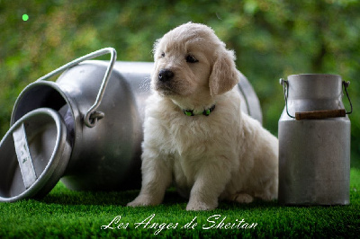 CHIOT