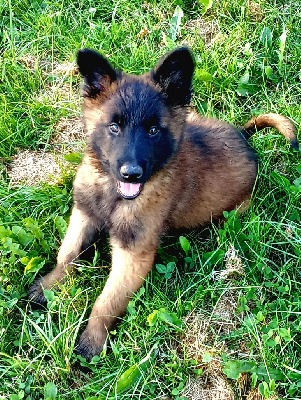 CHIOT