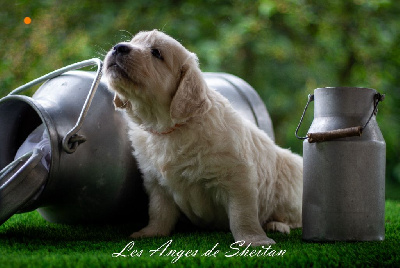 CHIOT
