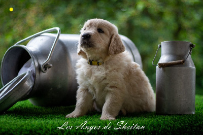 CHIOT