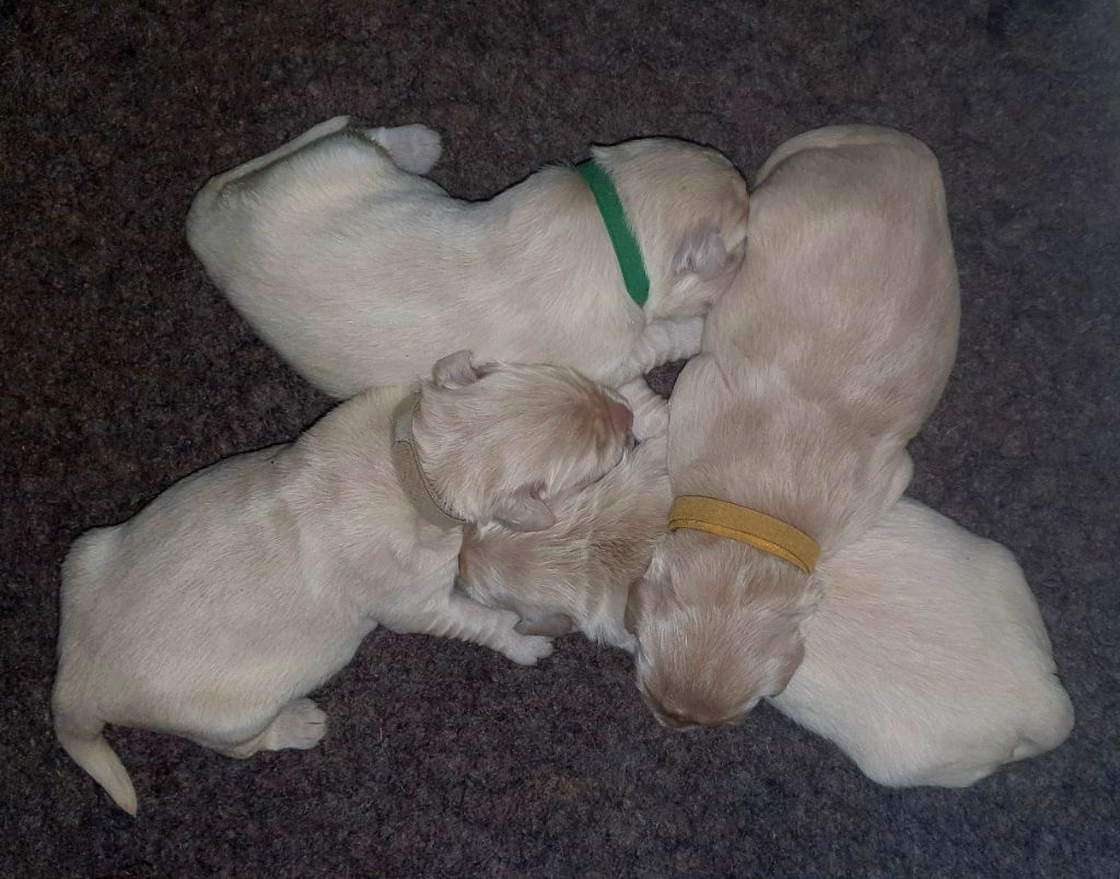 Chiot Golden Retriever Des Anges De Sheitan