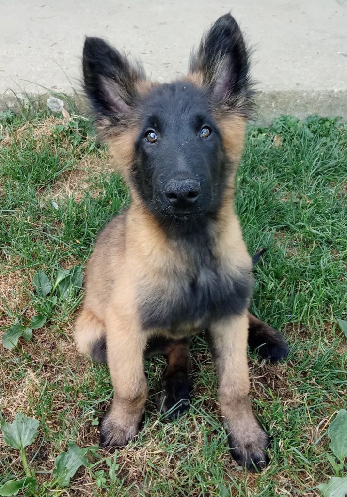 Des Anges De Sheitan - Chiots disponibles - Berger Belge
